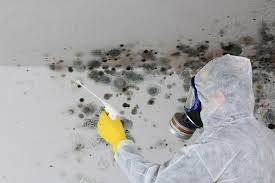 Mold Documentation for Insurance Claims in Winter Haven, FL